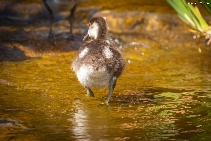 毛绒绒的小鸭子图片
