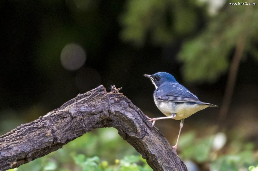 蓝歌鸲鸟类图片