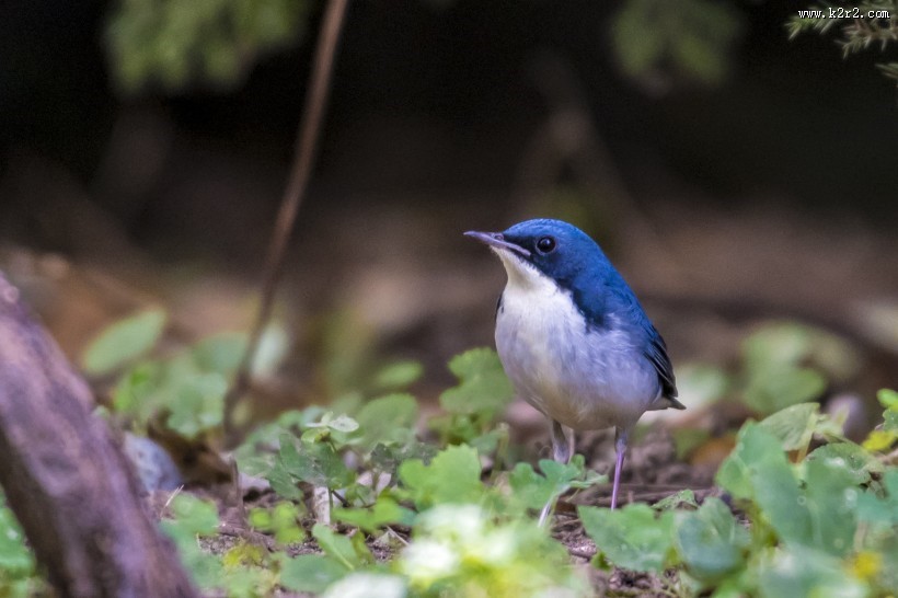蓝歌鸲鸟类图片