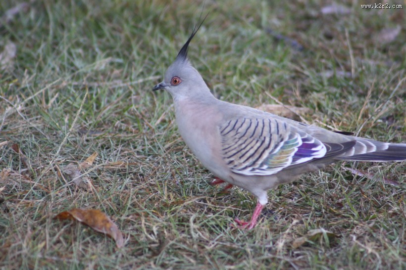 一只灰色的鸽子图片