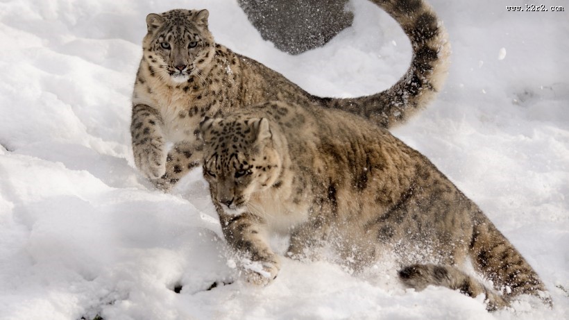 珍贵的雪豹图片