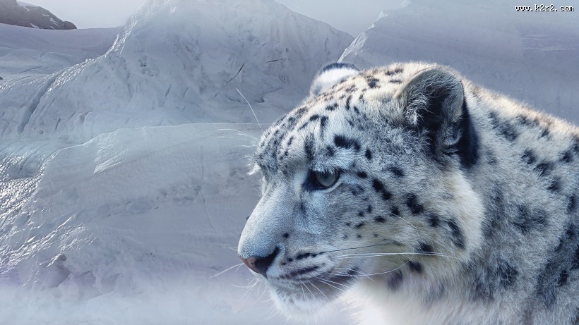 珍贵的雪豹图片