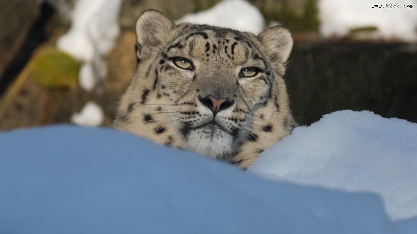 珍贵的雪豹图片