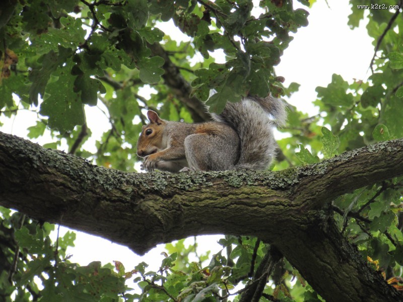 树干上的松鼠图片大全