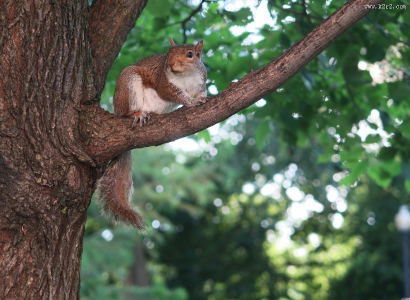 树干上的松鼠图片大全