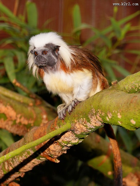 棉花顶面绢毛猴图片