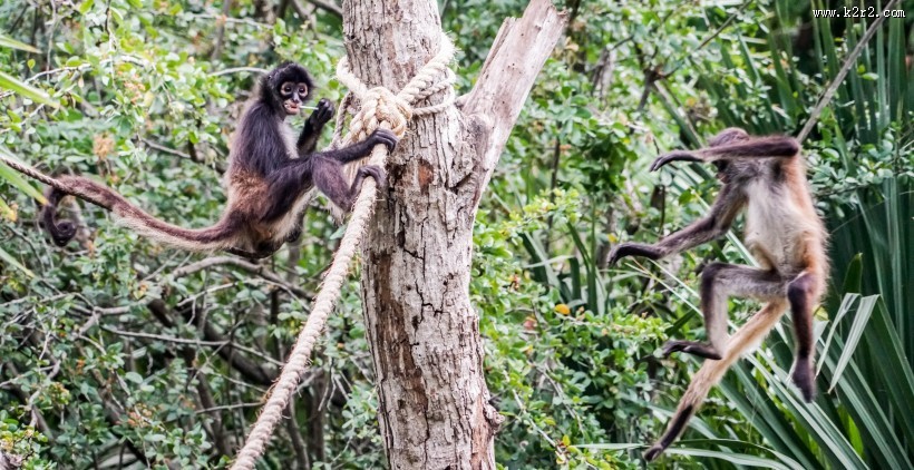 又瘦又小的蜘蛛猴图片