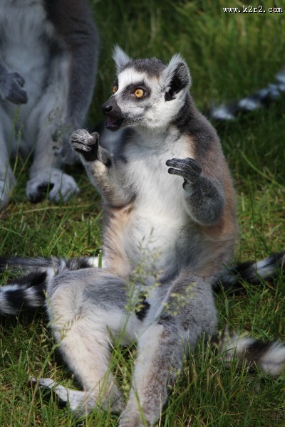 环尾狐猴图片大全