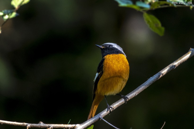 北红尾鸲鸟类图片