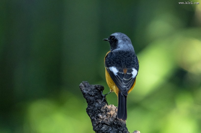 北红尾鸲鸟类图片