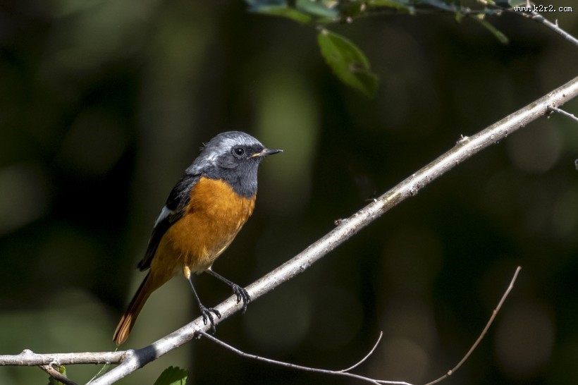 北红尾鸲鸟类图片