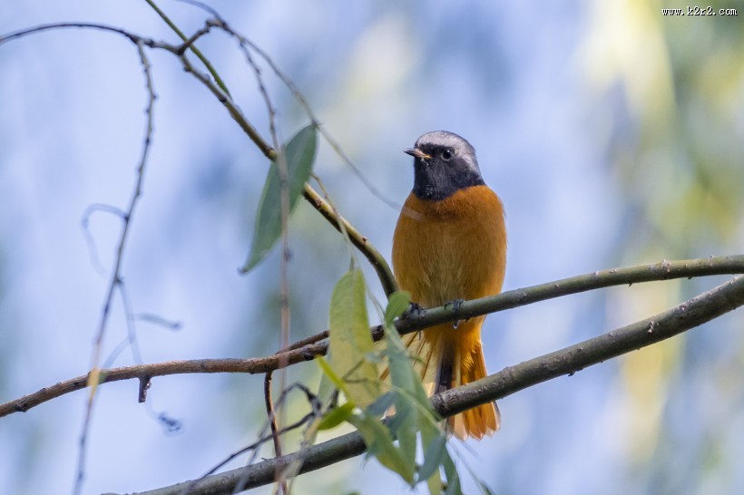 北红尾鸲鸟类图片