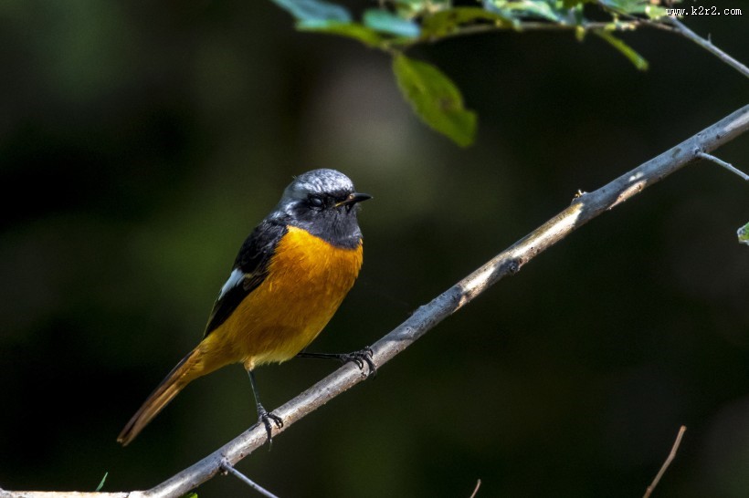 北红尾鸲鸟类图片
