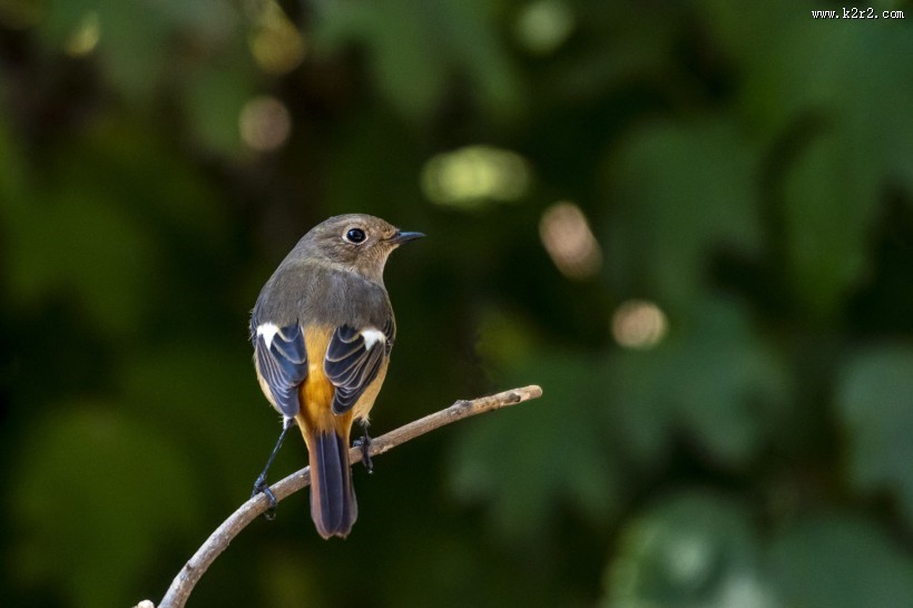北红尾鸲鸟类图片