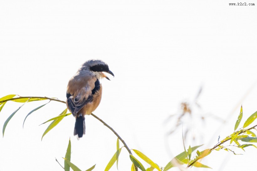 棕背伯劳鸟类图片