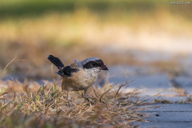 棕背伯劳鸟类图片