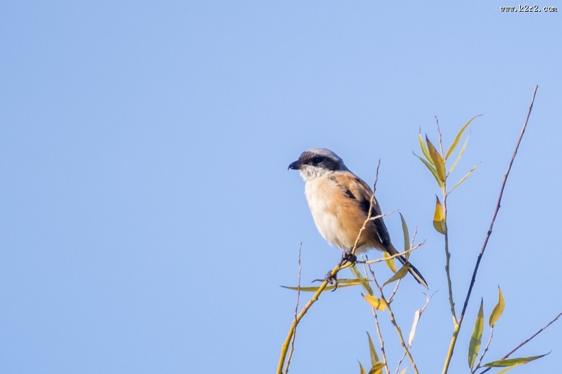 棕背伯劳鸟类图片