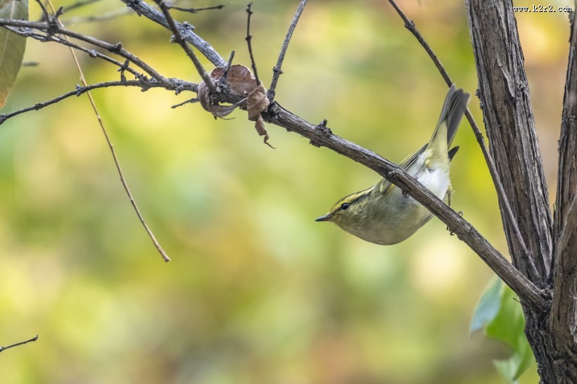 黄眉柳莺鸟类图片