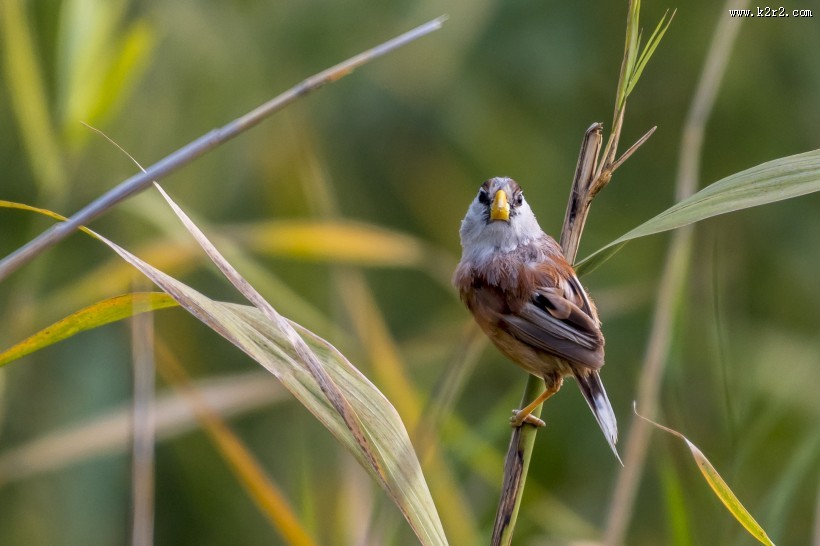 震旦鸦雀鸟类图片