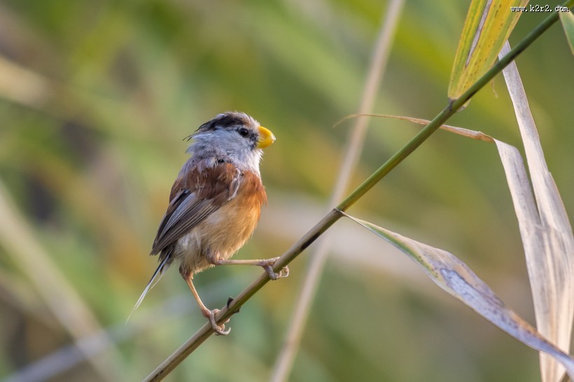 震旦鸦雀鸟类图片