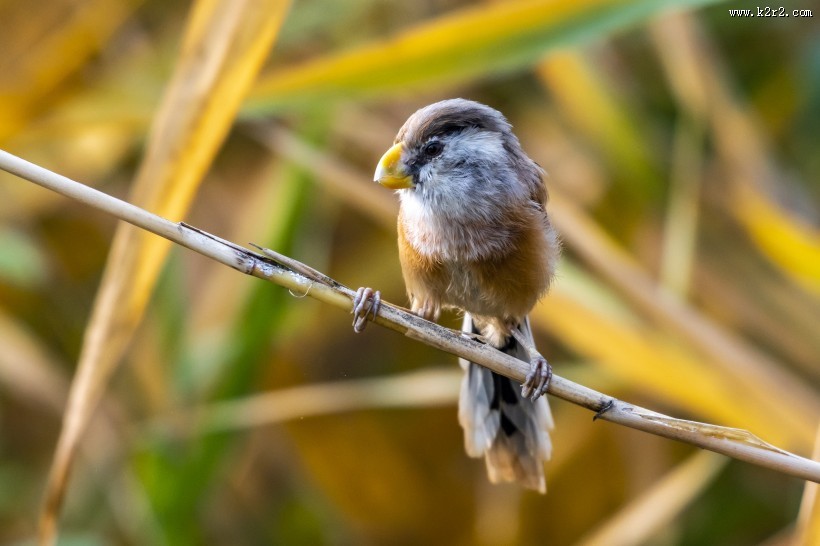 震旦鸦雀鸟类图片
