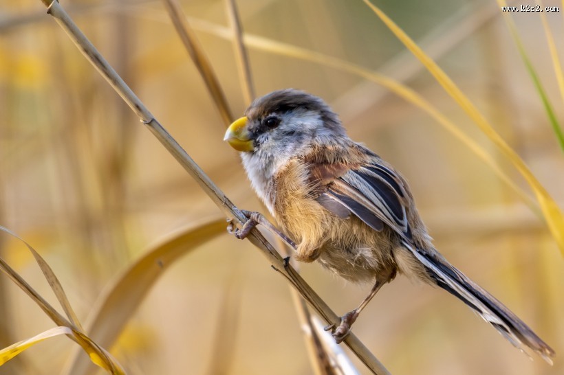 震旦鸦雀鸟类图片
