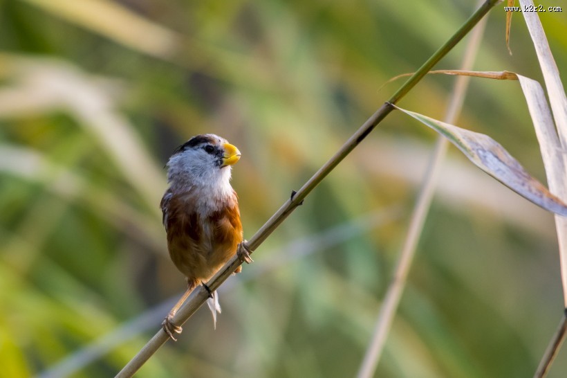 震旦鸦雀鸟类图片