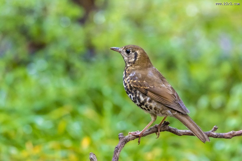 宝兴歌鸫鸟类图片大全