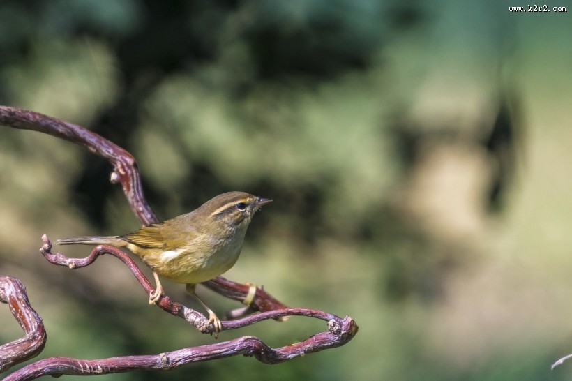 强脚树莺鸟类图片
