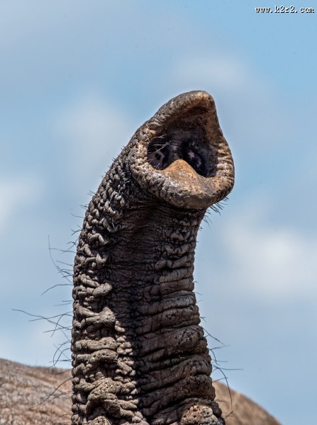 世界上最大的哺乳动物大象图片