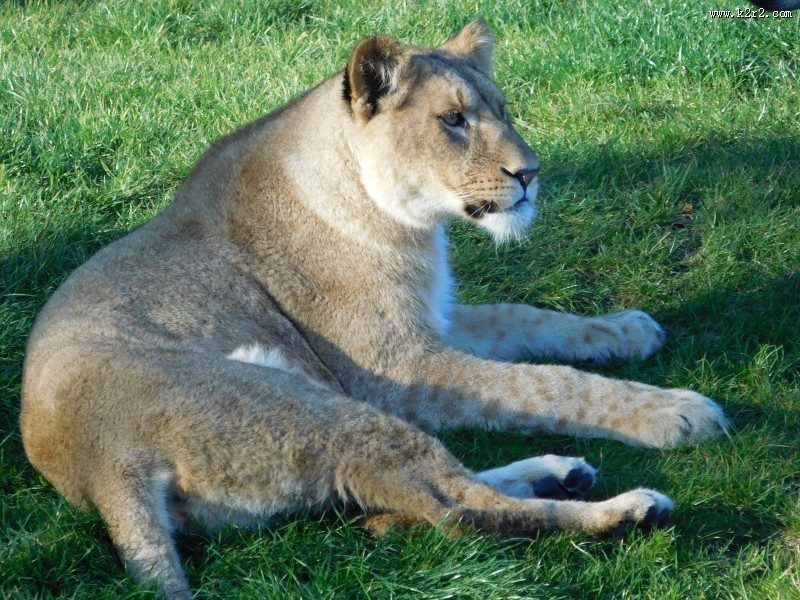 趴在草地上的母狮子图片