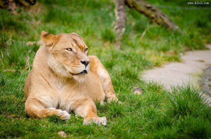 趴在草地上的母狮子图片