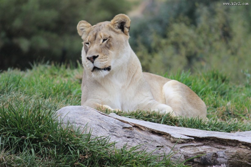 趴在草地上的母狮子图片
