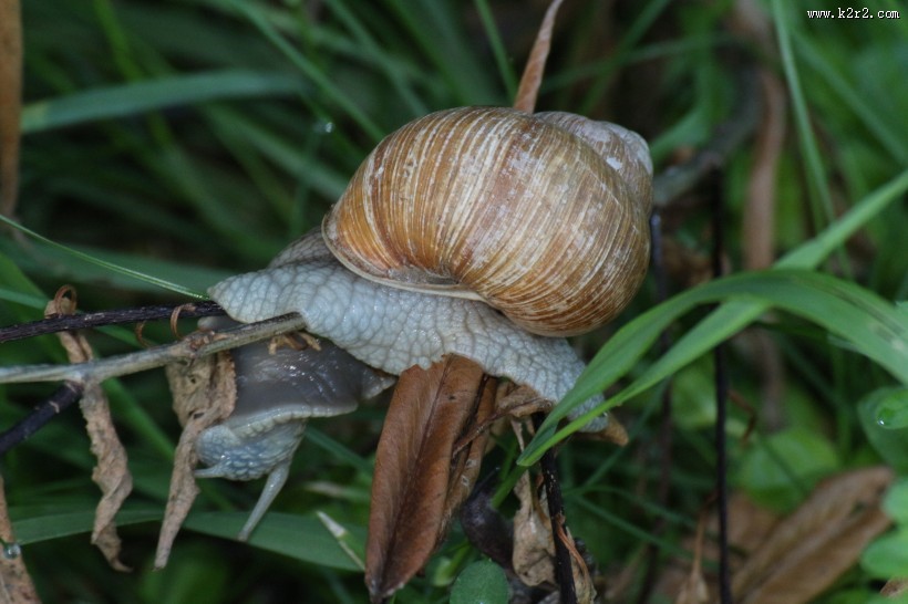 缓慢爬行的蜗牛图片大全
