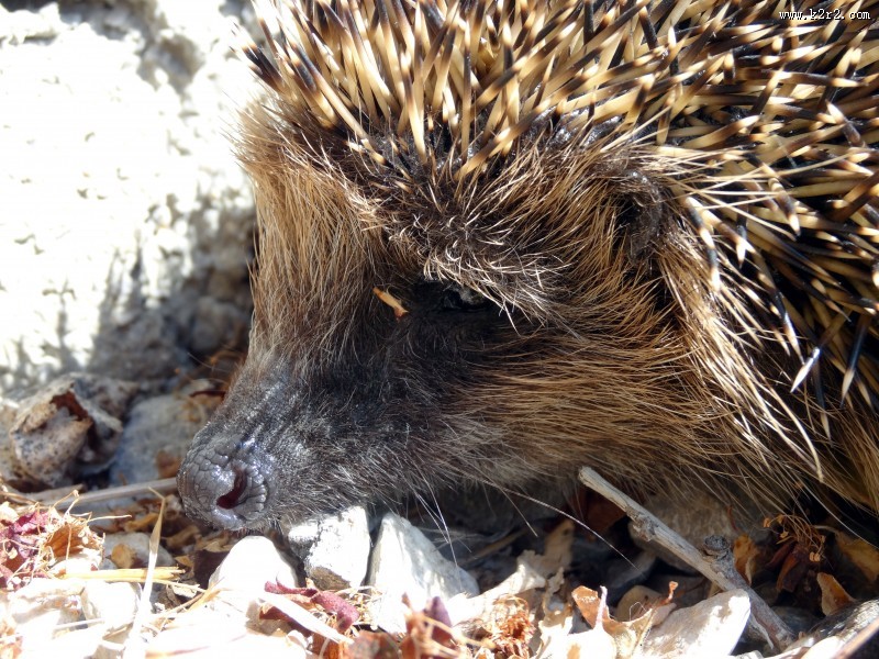 可爱娇小的小刺猬图片