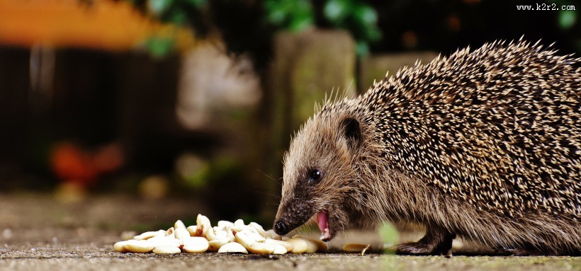可爱娇小的小刺猬图片