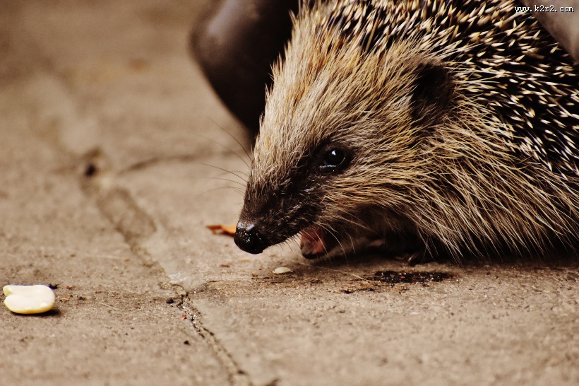 可爱娇小的小刺猬图片
