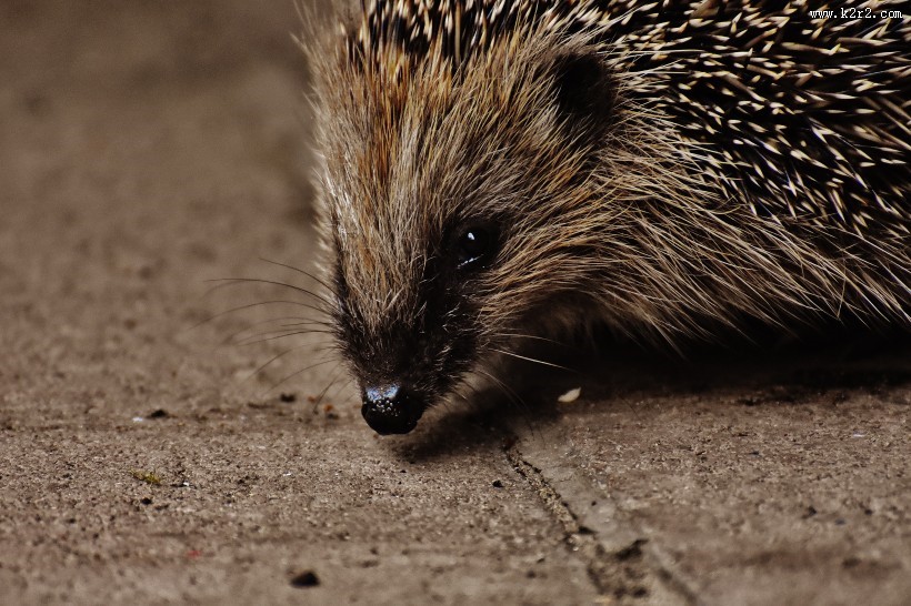 可爱娇小的小刺猬图片