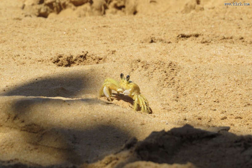 沙滩上的螃蟹图片