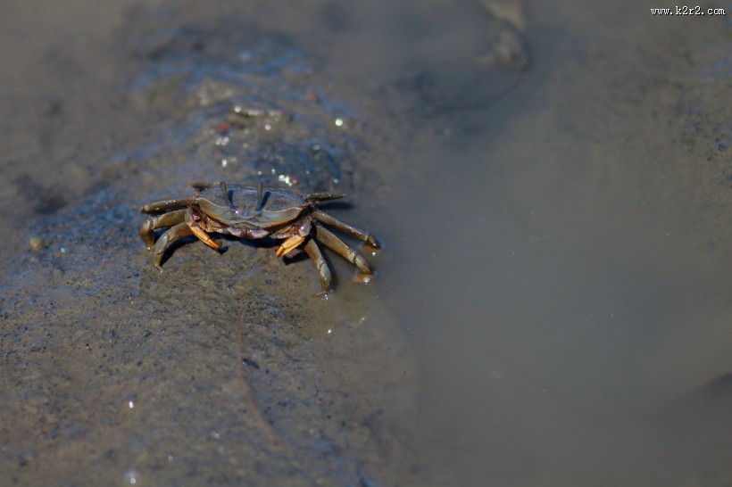 沙滩上的螃蟹图片