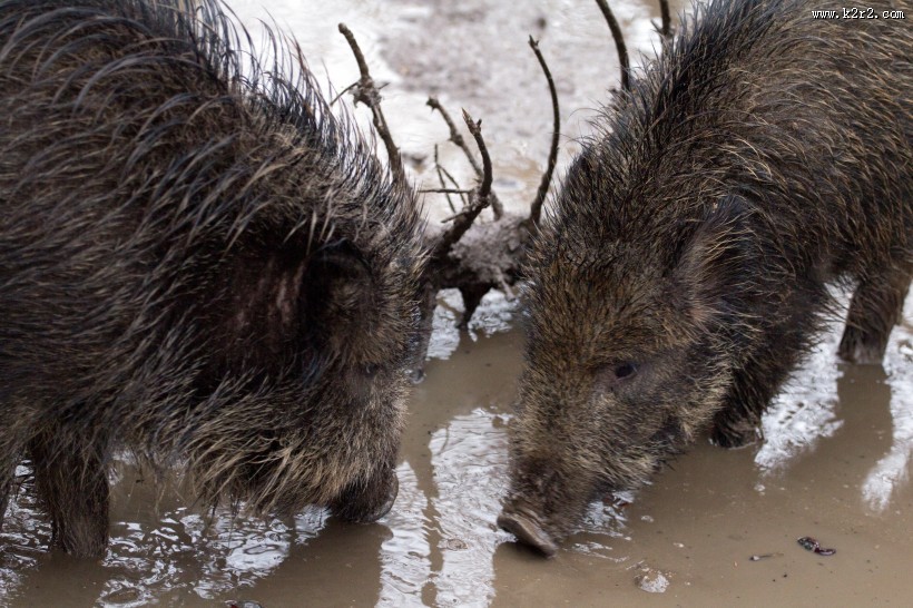 野猪高清图片