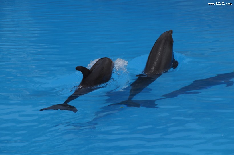 活泼可爱的海豚图片大全