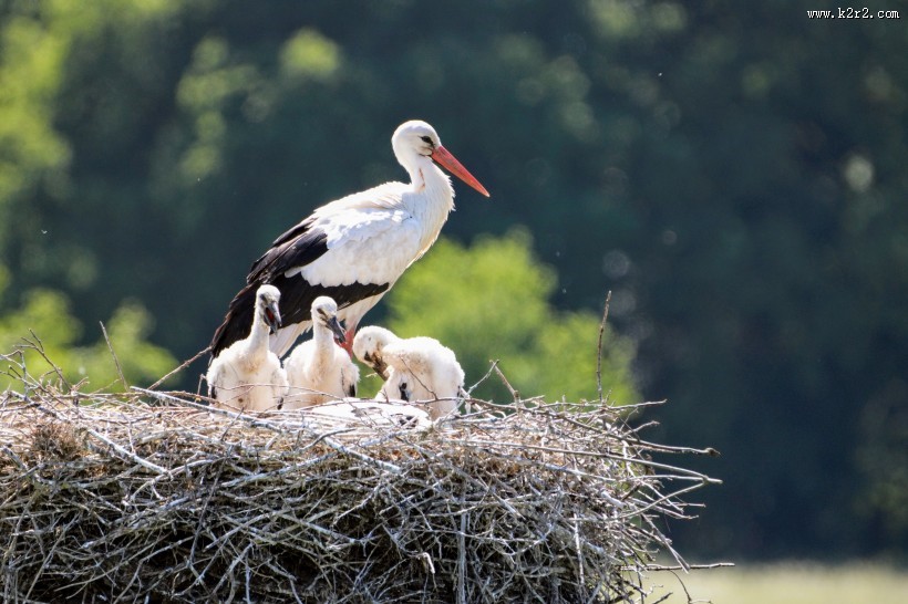 鸟窝的高清图片