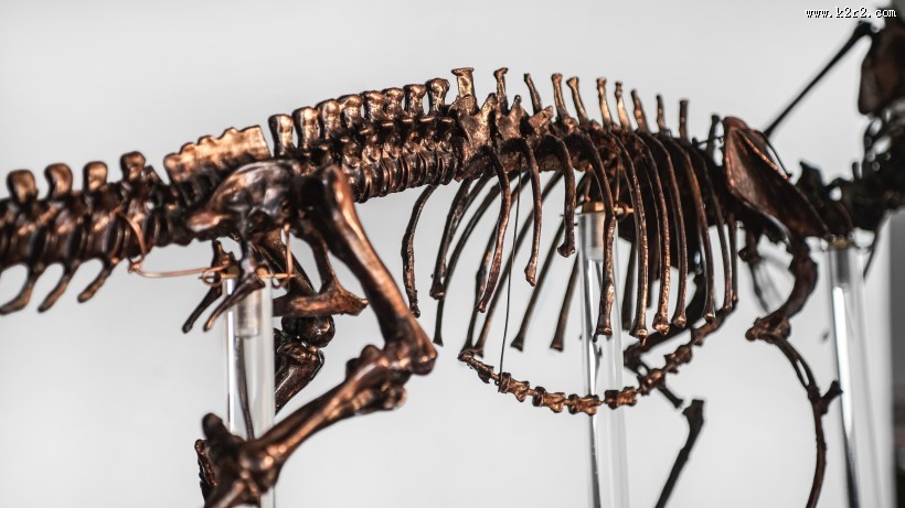 古老的恐龙化石图片