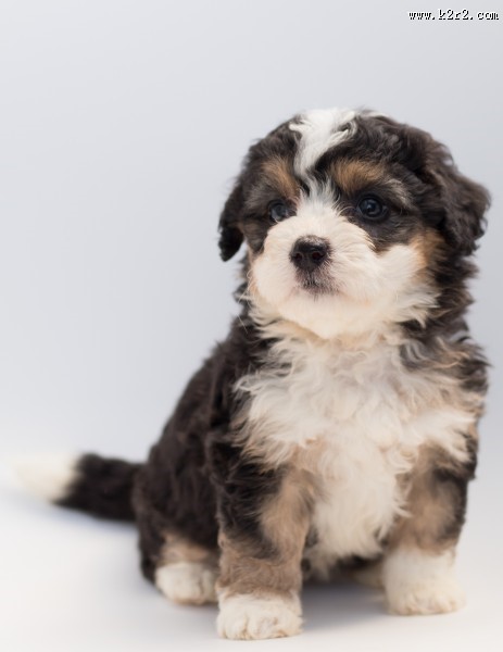 长毛小奶狗图片