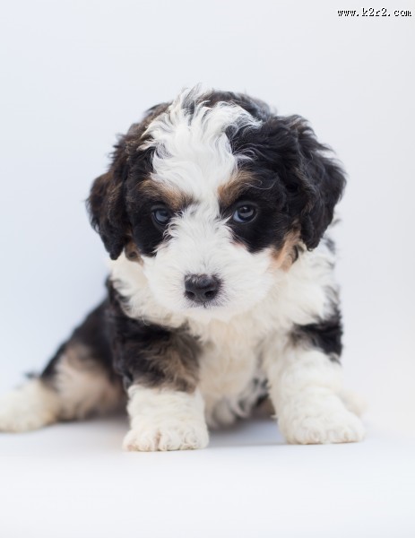 长毛小奶狗图片