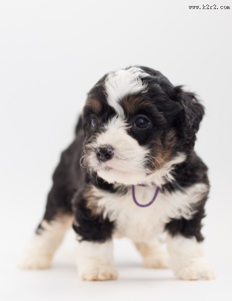 长毛小奶狗图片