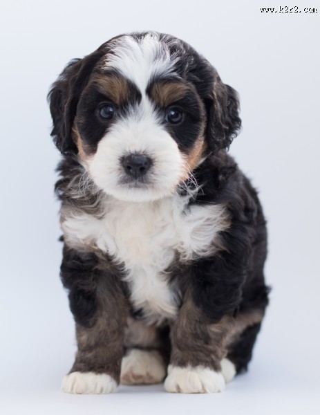 长毛小奶狗图片