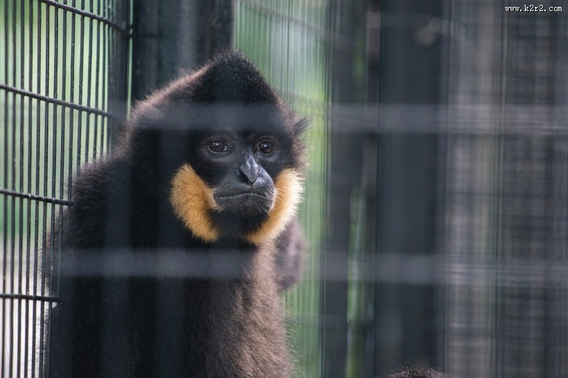 笼子里的猴子图片