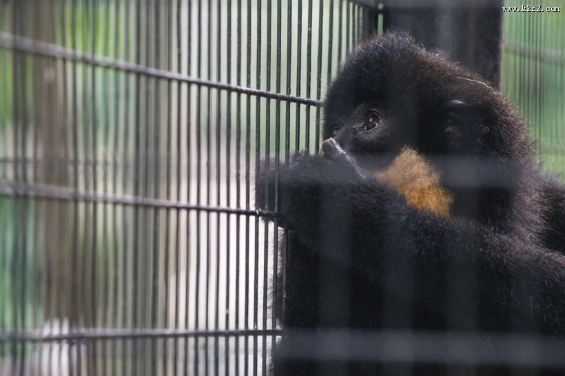 笼子里的猴子图片